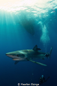 Shark dive @ Pico, Azores by Maarten Elzinga 
